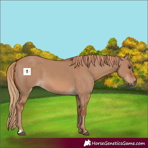 Horse Color:Red Dun