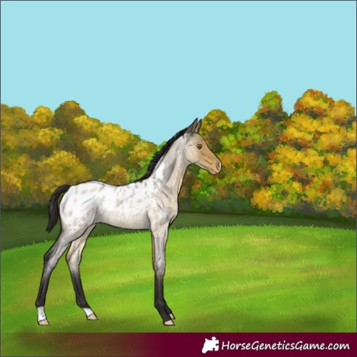Horse Color:Unknown 