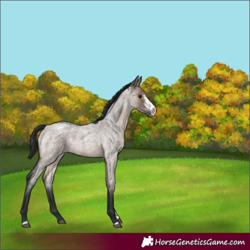 Horse Color:Brown Roan Dun Sabino Appaloosa Rabicano 
