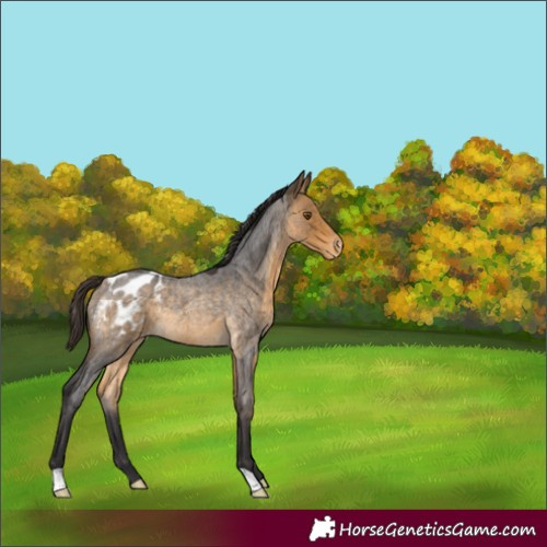 Horse Color:Buckskin Roan Blanket Rabicano 
