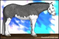 Horse Color:Grullo Ice Splash 
