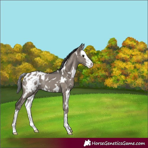 Horse Color:Unknown 
