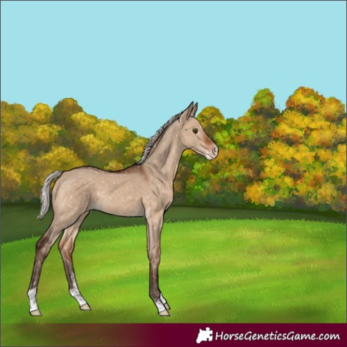 Horse Color:Unknown 