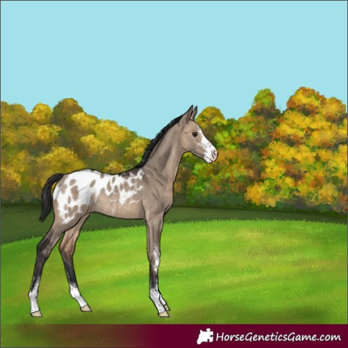 Horse Color:Brown Dun Sabino Blanket Rabicano 