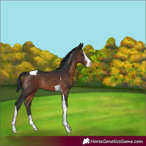 Horse Color:Brown Sabino Tobiano Appaloosa Rabicano 