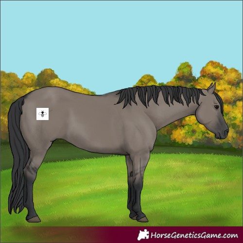 Horse Color:Grullo 