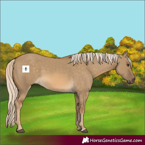 Horse Color:Chocolate Palomino Dun 