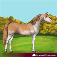 Horse Color:White Spotted Chestnut 