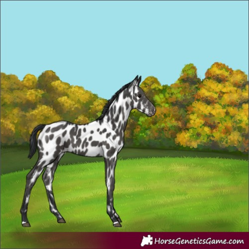 Horse Color:Black Appaloosa 