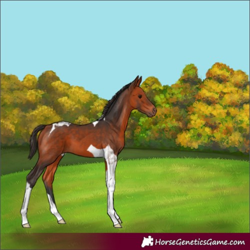 Horse Color:Bay Tobiano 