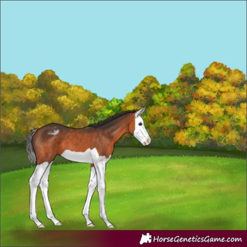 Horse Color:Bay Splash Varnish 