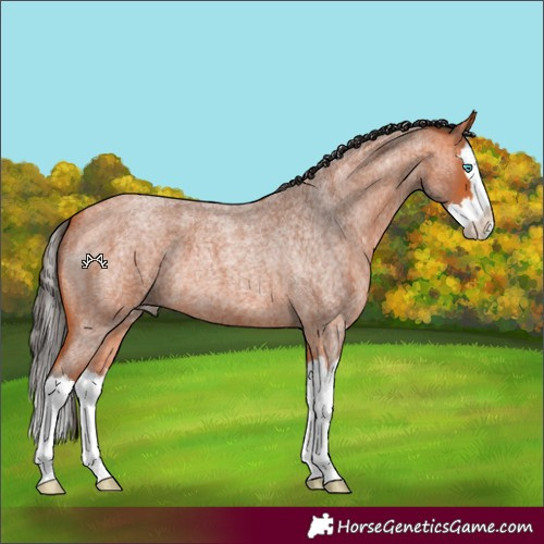 Horse Color:Bay Roan Splash 