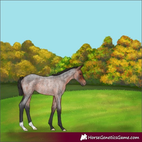 Horse Color:Bay Roan Rabicano 