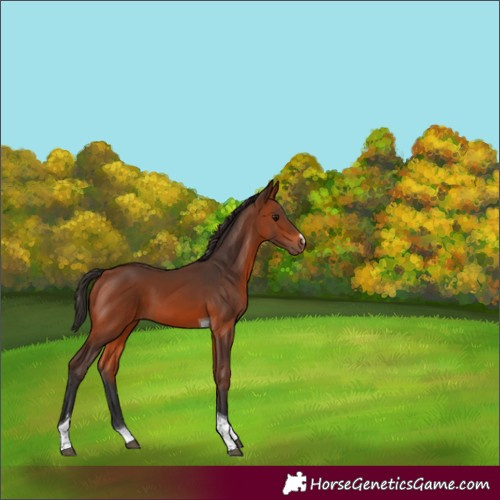 Horse Color:Bay Tobiano 