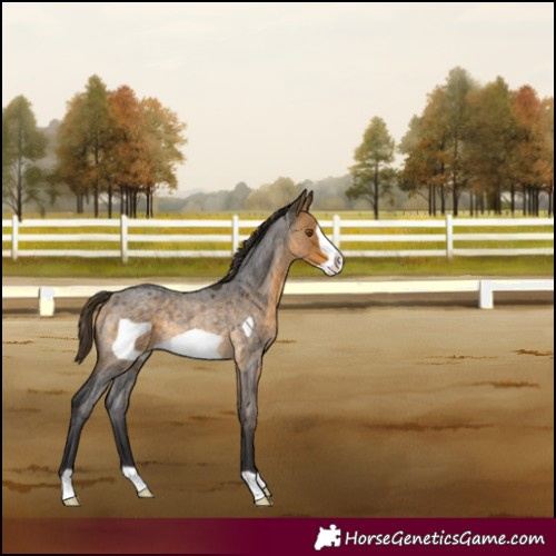 Horse Color:Buckskin Roan Frame Varnish Rabicano 