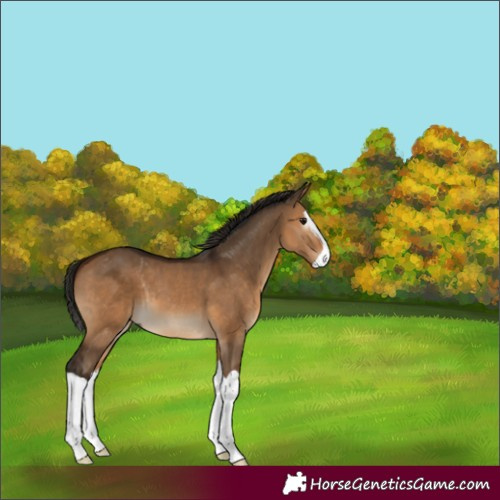 Horse Color:Gray Bay Dun Splash 