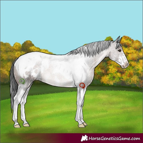 Horse Color:Brown Sabino Tobiano Appaloosa 