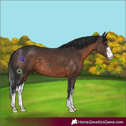 Horse Color:White Spotted Brown 