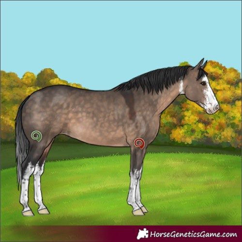 Horse Color:White Spotted Brown Dun Appaloosa 