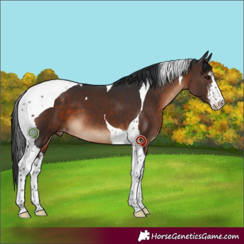 Horse Color:White Spotted Brown Tobiano Varnish 