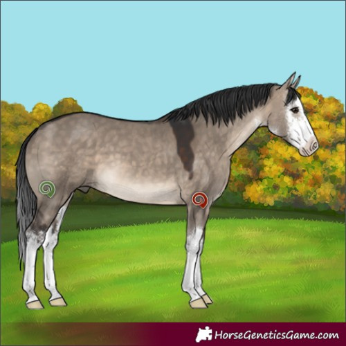 Horse Color:White Spotted Brown Dun