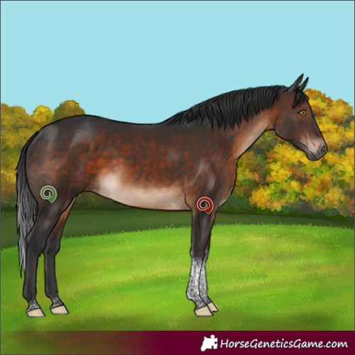 Horse Color:Brown Tobiano 