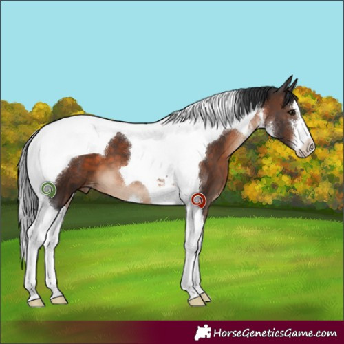 Horse Color:White Spotted Brown Tobiano Appaloosa 