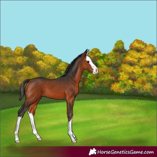 Horse Color:Bay Splash 
