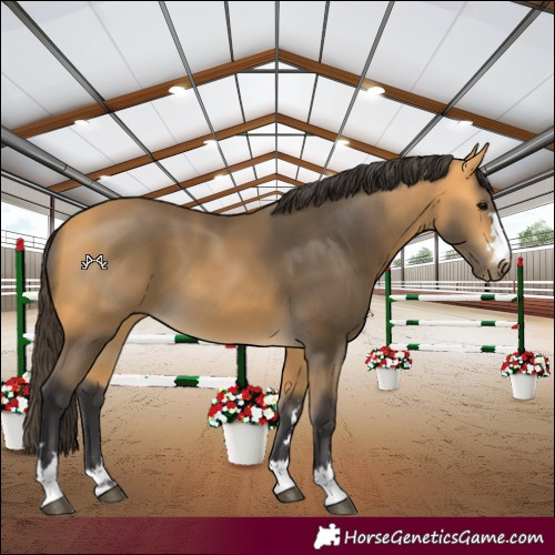 Horse Color:Buckskin 