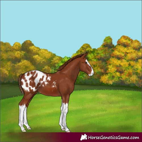 Horse Color:Chestnut Splash Appaloosa 