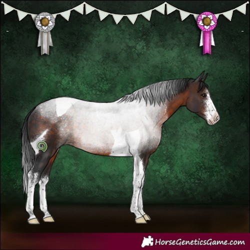Horse Color:White Spotted Brown Tobiano 