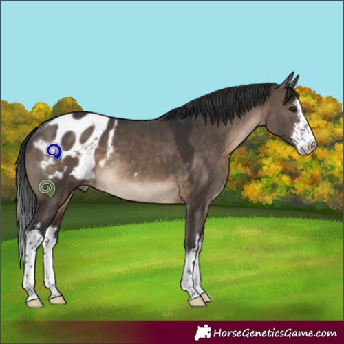 Horse Color:White Spotted Brown Dun Blanket 