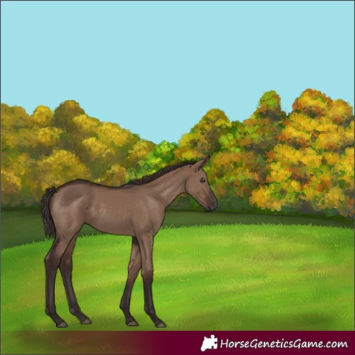 Horse Color:Liver Red Dun Rabicano 