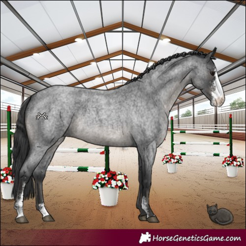 Horse Color:Blue Roan Sabino 