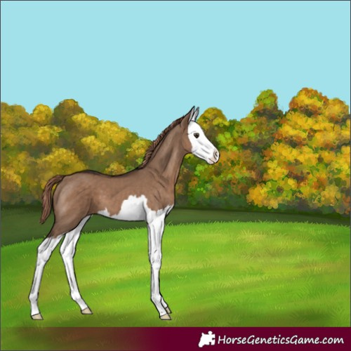 Horse Color:Liver Red Dun Splash 