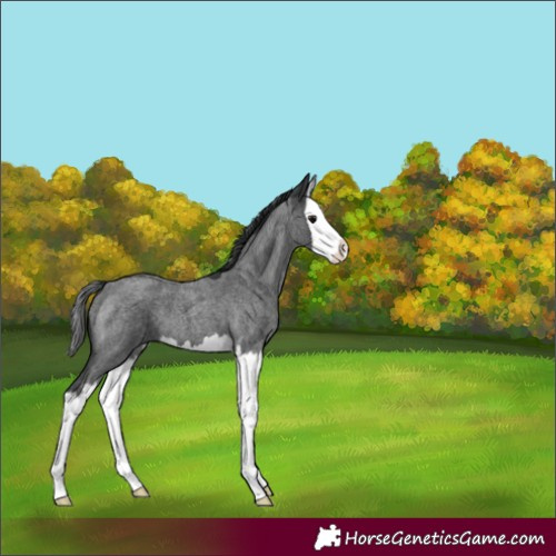 Horse Color:Blue Roan Splash 