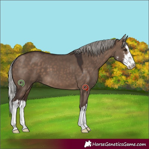 Horse Color:White Spotted Silver Brown Dun 