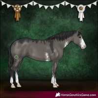 Horse Color:Grullo Sabino 