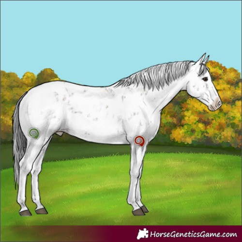 Horse Color:White Spotted Grullo Sabino 
