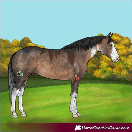 Horse Color:White Spotted Brown Dun 