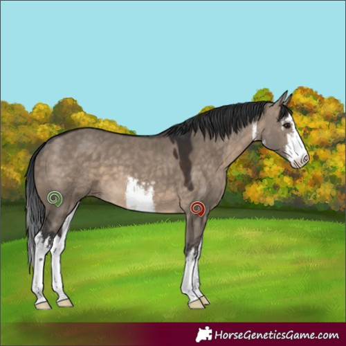 Horse Color:White Spotted Brown Dun 