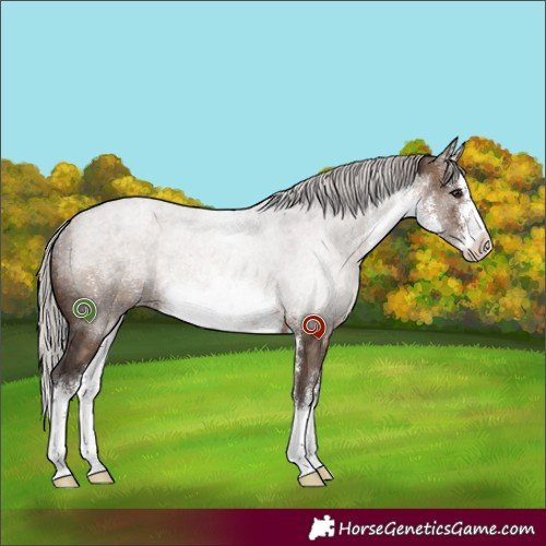 Horse Color:White Spotted Silver Brown Dun 