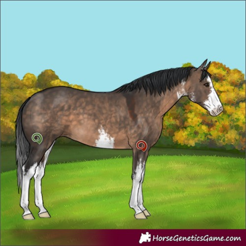 Horse Color:White Spotted Brown Dun 