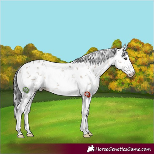 Horse Color:White Spotted Brown Dun Sabino