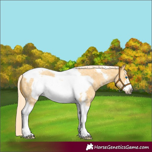 Horse Color:Palomino Dun Sabino Tobiano Frame 