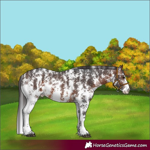 Horse Color:Brown Sabino Varnish 