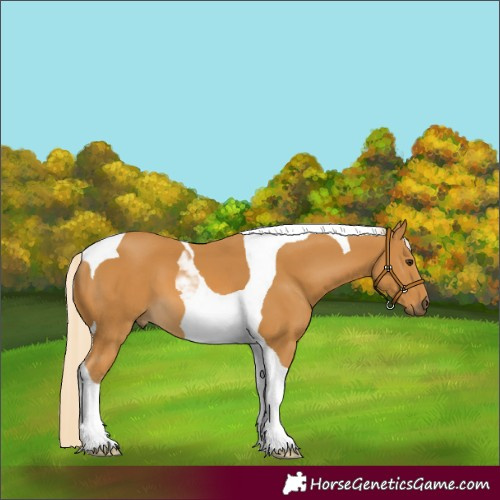 Horse Color:Palomino Tobiano 