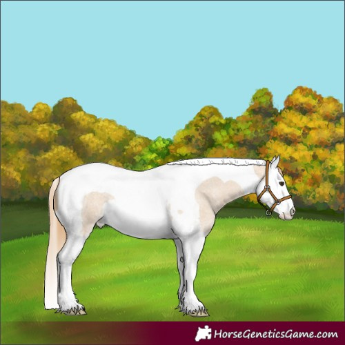 Horse Color:Red Dun Roan Splash Tobiano Varnish 