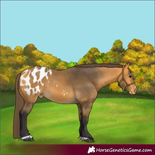 Horse Color:Buckskin Blanket 