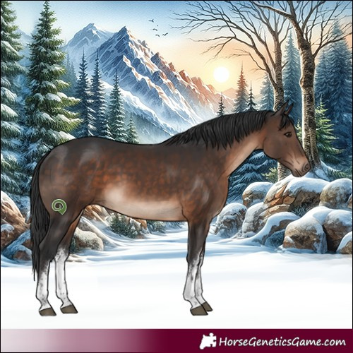 Horse Color:White Spotted Brown 